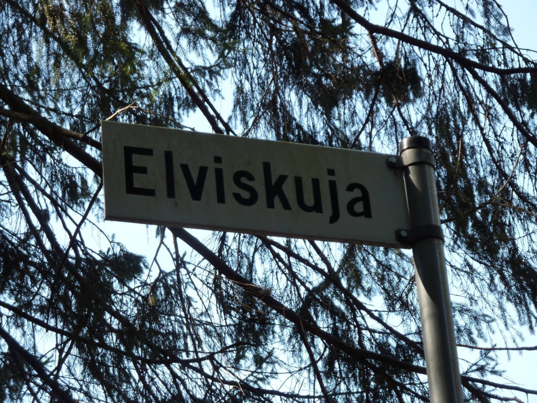Elviskuja-kyltti kuusen oksien lomassa