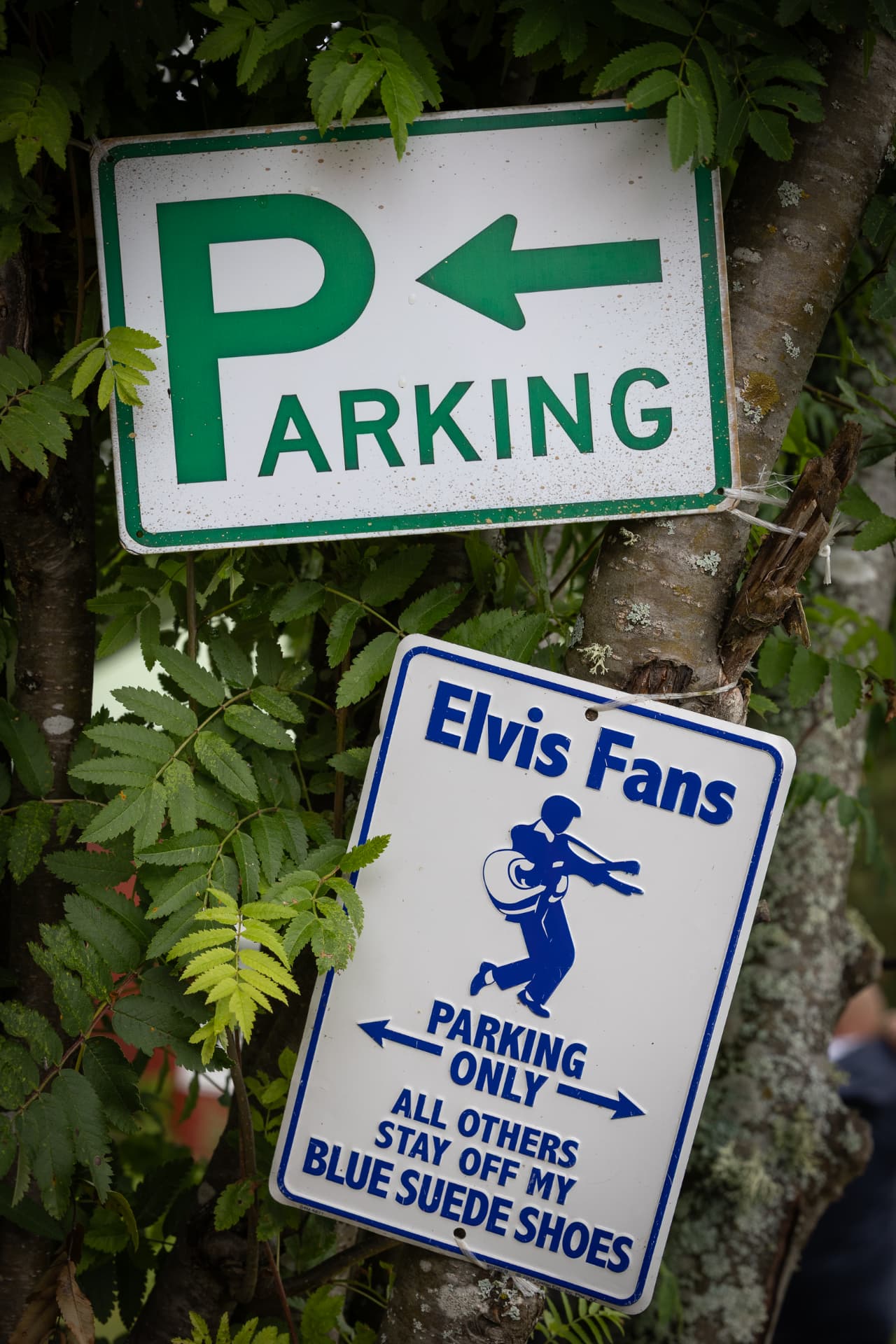 Parking- ja Elvis Fans Parking Only -kyltit puussa